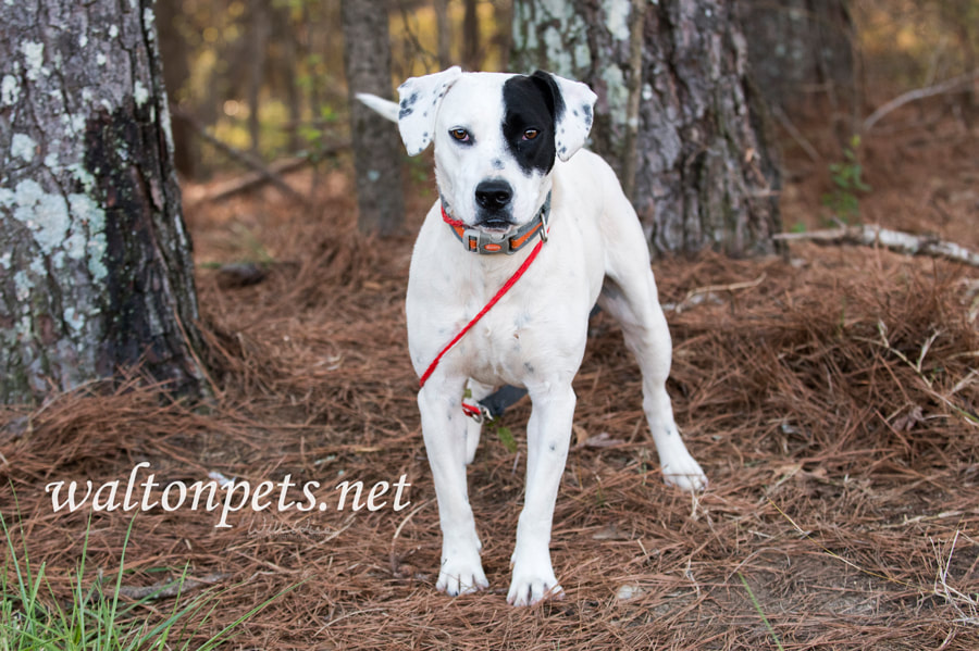 Dalmatian mix breed dog Picture