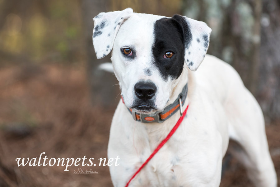 Dalmatian mix wagging tail Picture