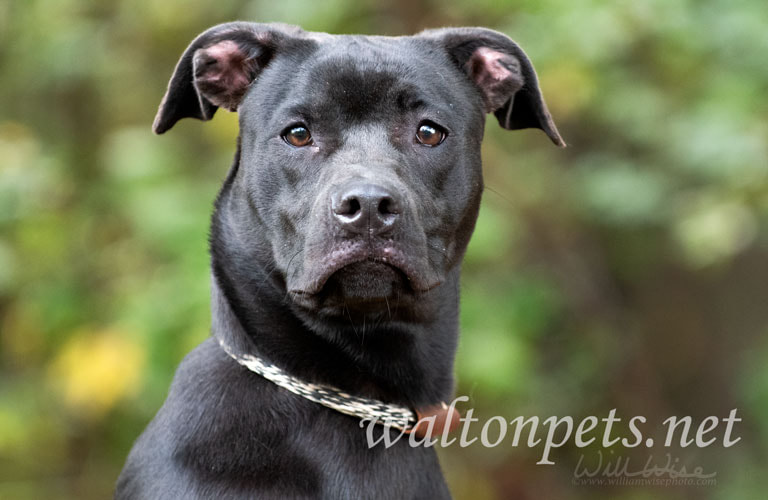 Black Pitbull mix dog Picture