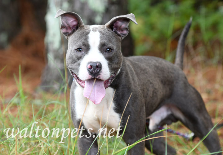Happy Blue Pitbull Picture