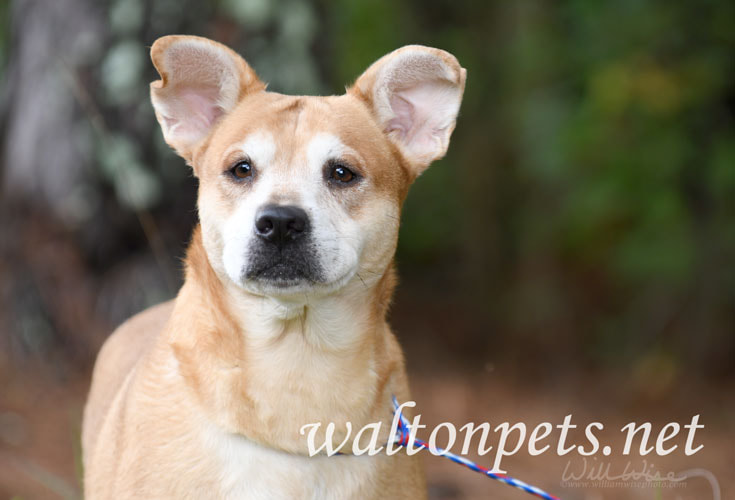 Shepherd Corgi mix dog Picture