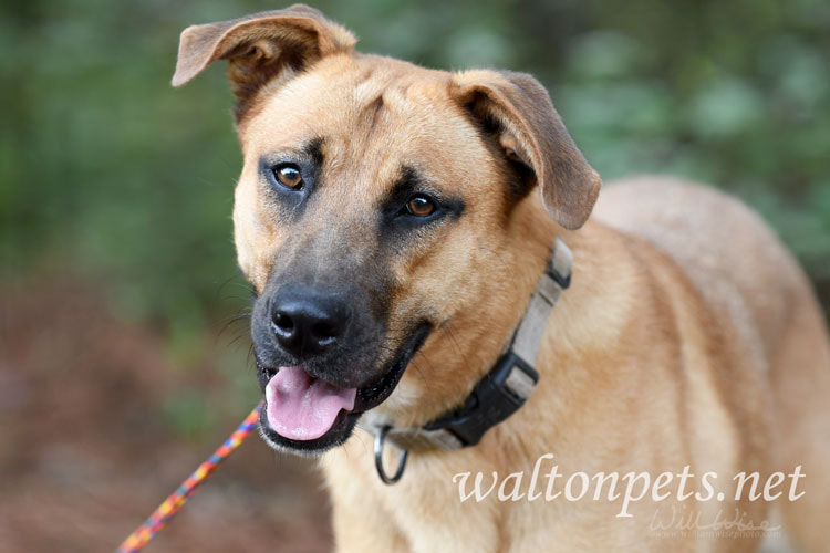 Shepherd mix dog Picture