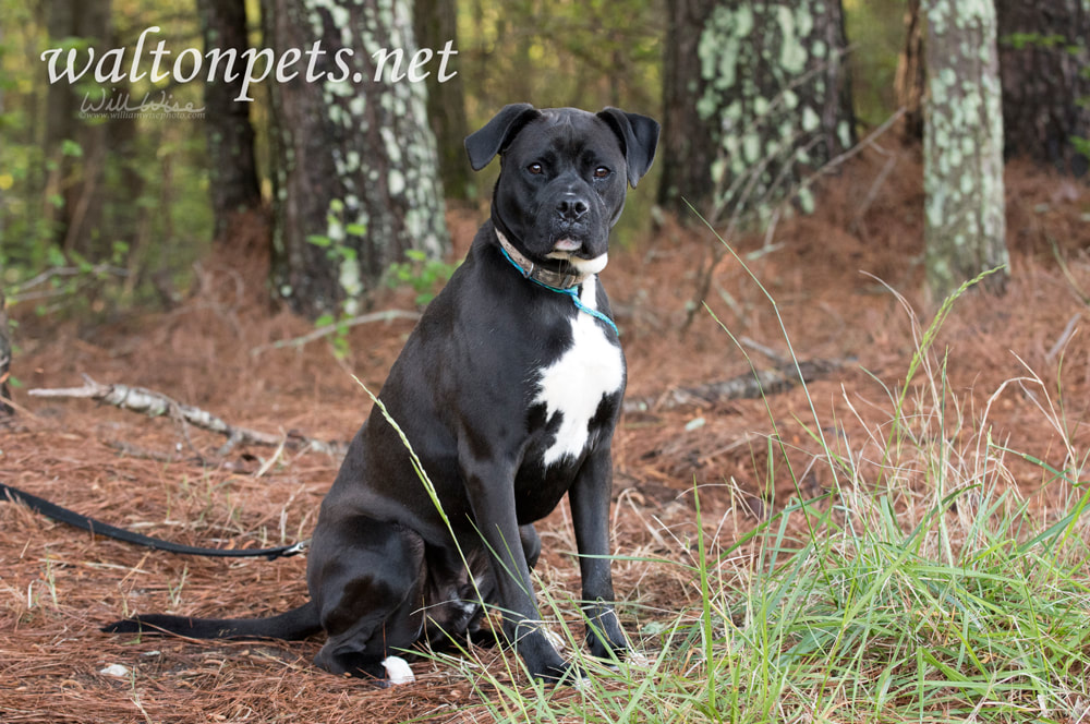 Pitbull Boxer mix breed dog outside with collar and leash Picture