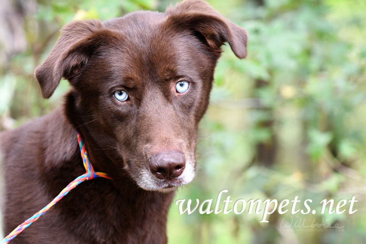 Chocolate Lab Husky Picture
