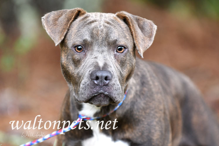 Brindle Pitbull Dog Picture