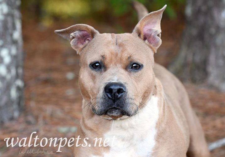 Female Tan Pitbull Picture