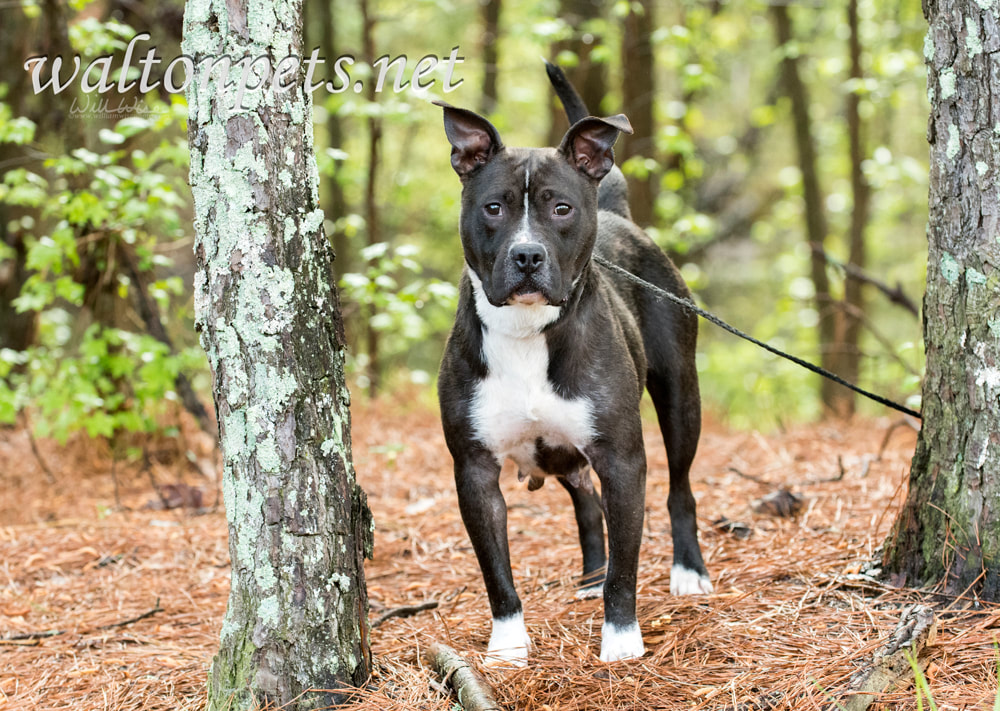 Black and white American Pit Bull Terrier dog erect ears Picture