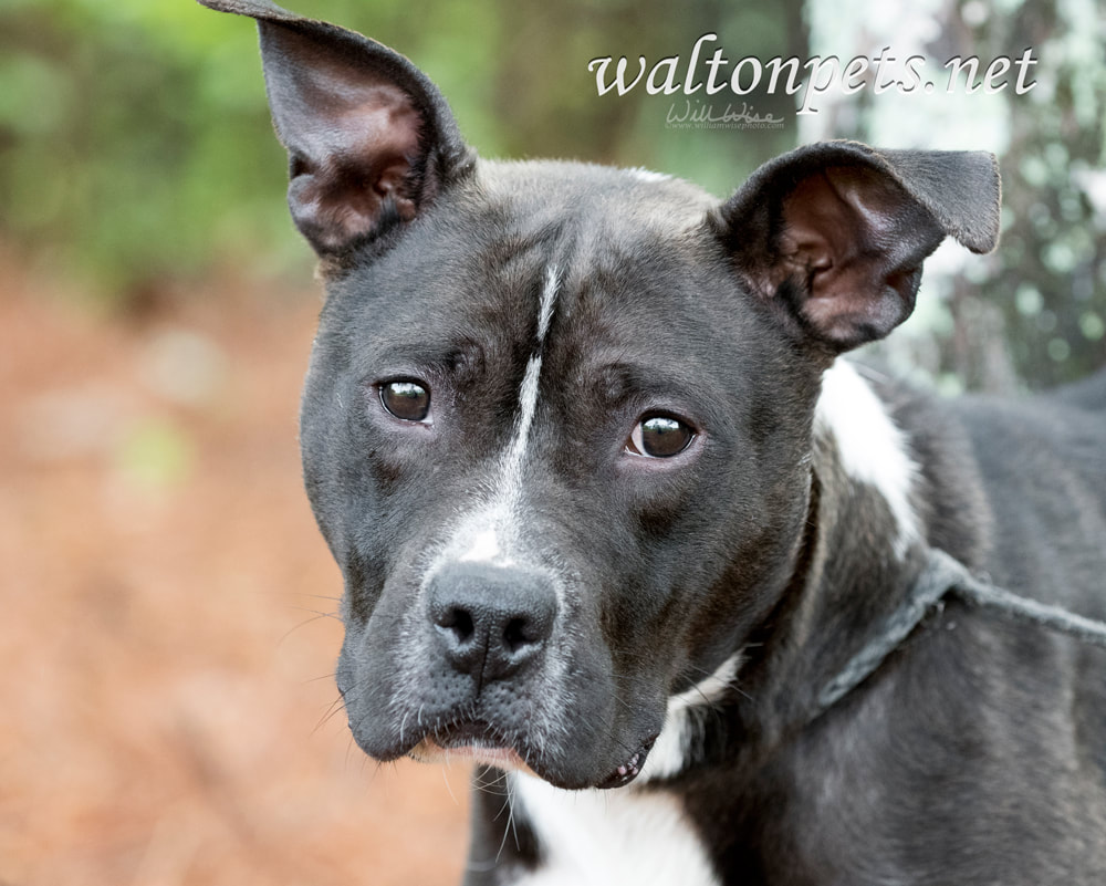 Black and white American Pit Bull Terrier dog erect ears Picture
