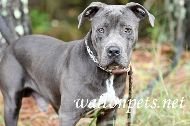 Blue Pitbull Dog Picture