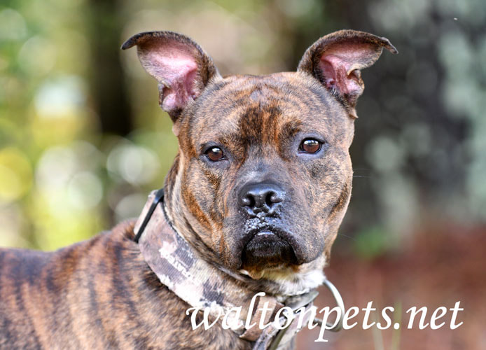 Brindle Pitbull Dog Picture