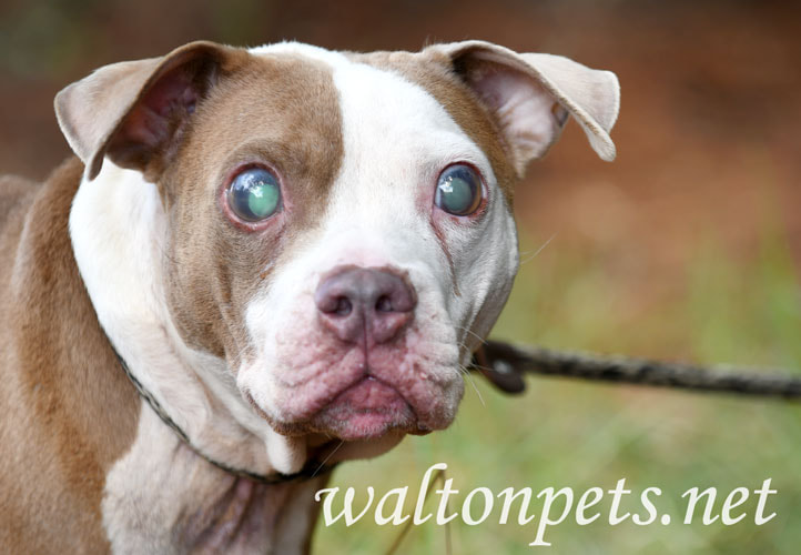 Blind Glaucoma Pitbull dog Picture