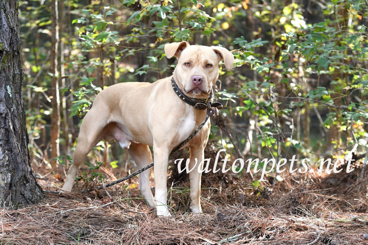 Tan Pitbull Dog Picture