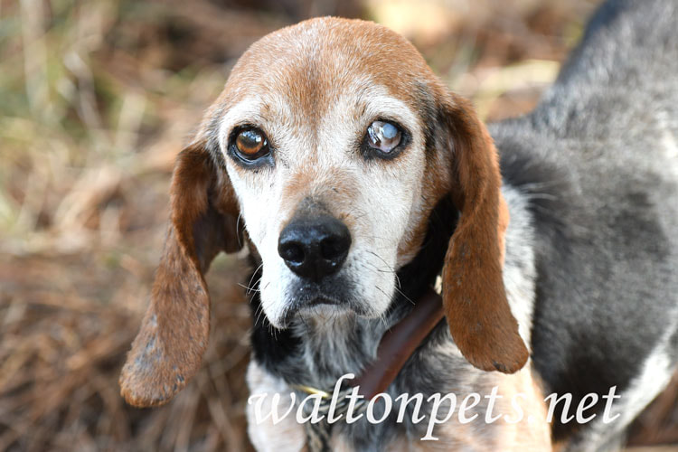 Old Blind Beagle Picture
