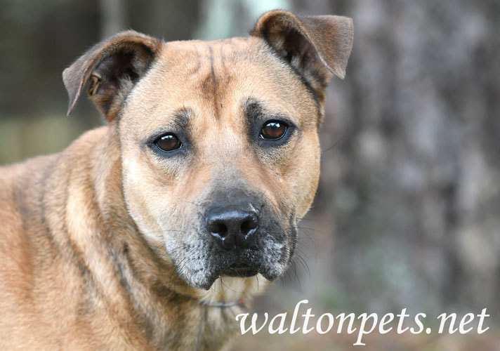 Shepherd Cur mix dog adoption photo Picture