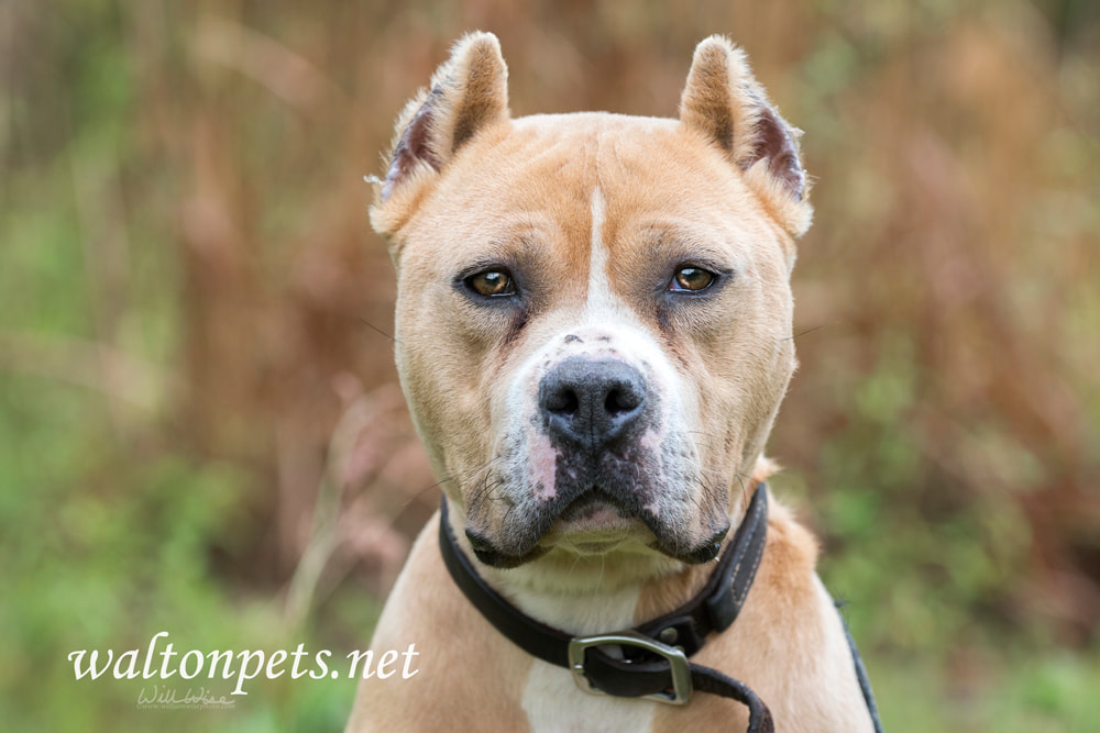 Tan American Pit Bull Terrier dog with cropped ears Picture