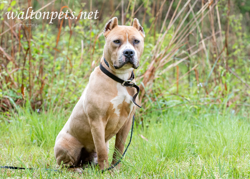 Tan American Pit Bull Terrier dog with cropped ears Picture