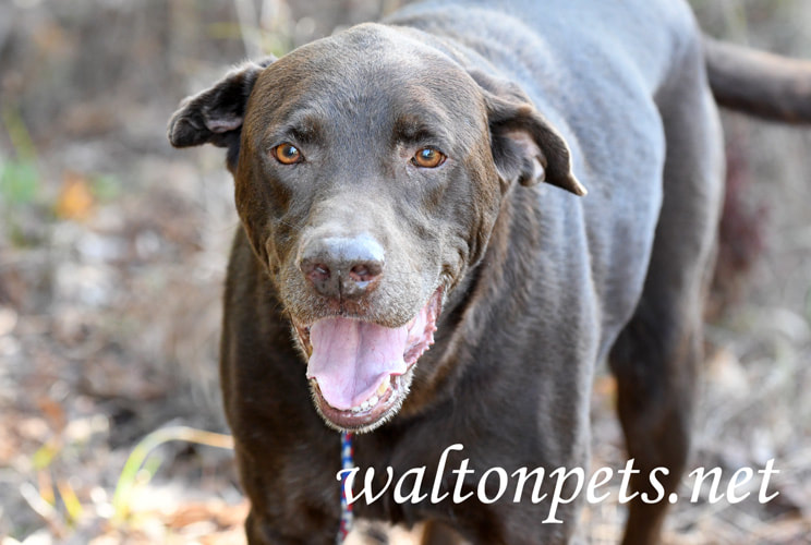 Chocolate Lab Picture