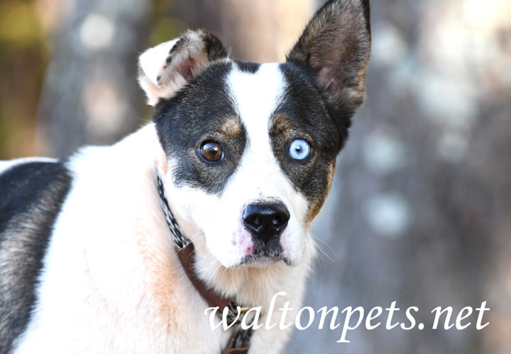 Aussie Cattledog Mix Picture