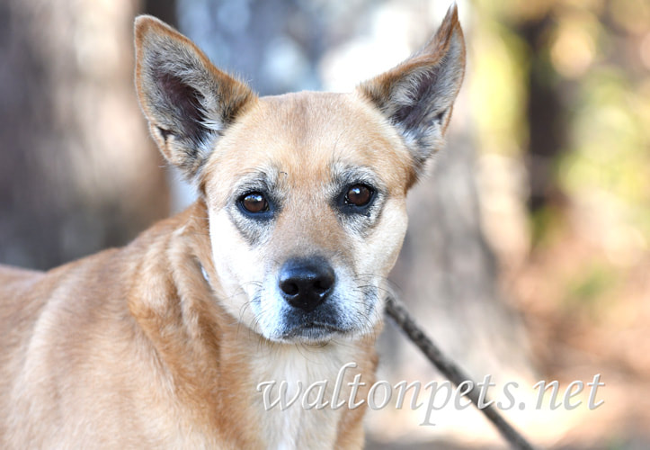 Shepherd Shiba Inu mix dog Picture