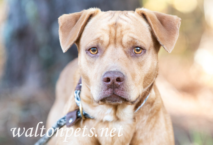 Retreiver mix puppy dog on a leash Picture