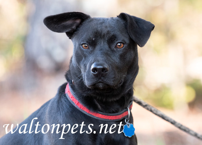 black mix breed dog picture
