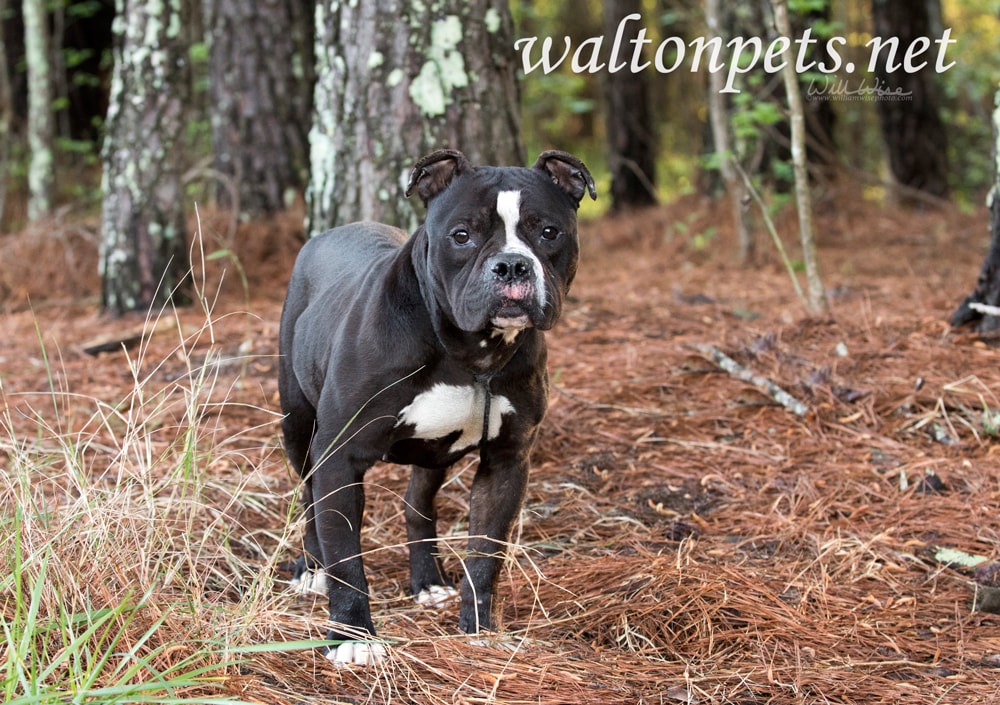 Black and White Bulldog Terrier dog outside on leash Picture