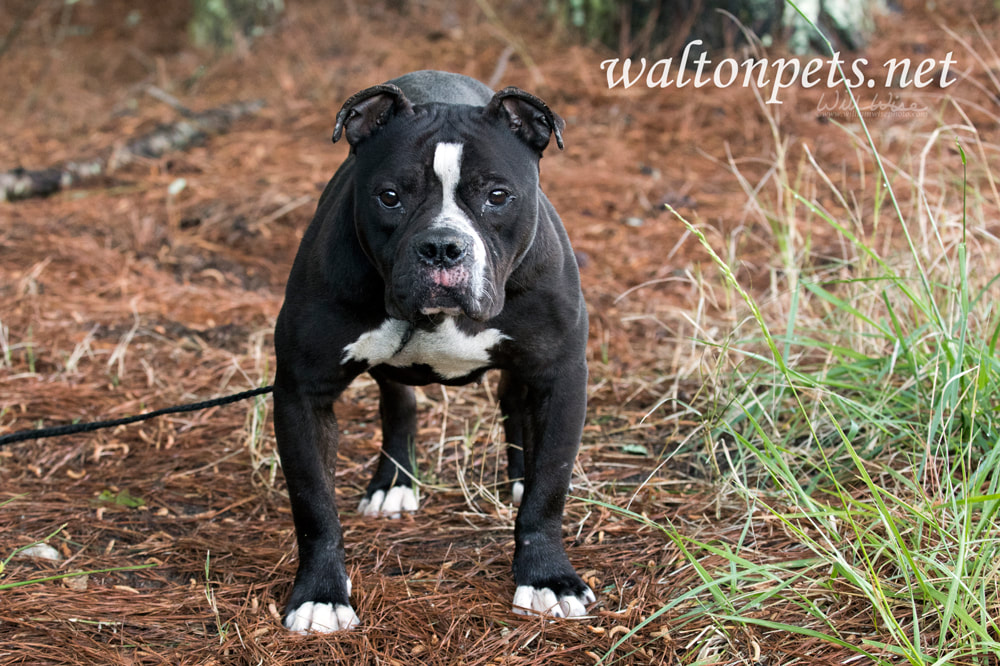 Black and White Bulldog Terrier dog outside on leash Picture