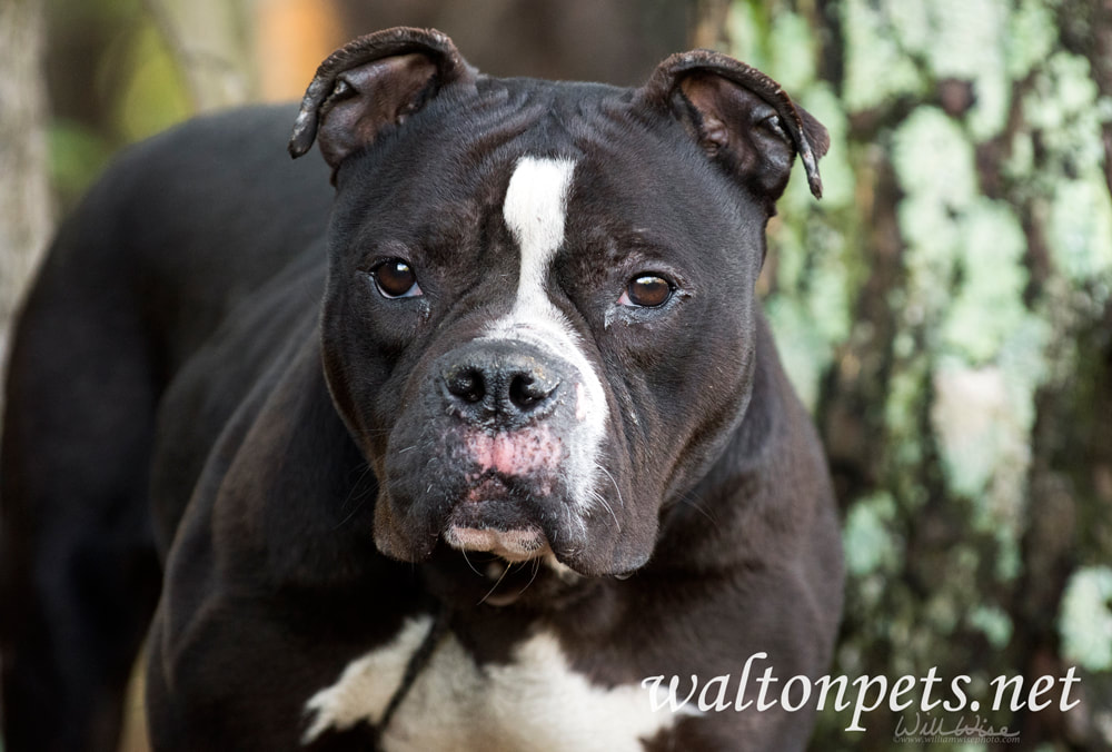 Bulldog Picture