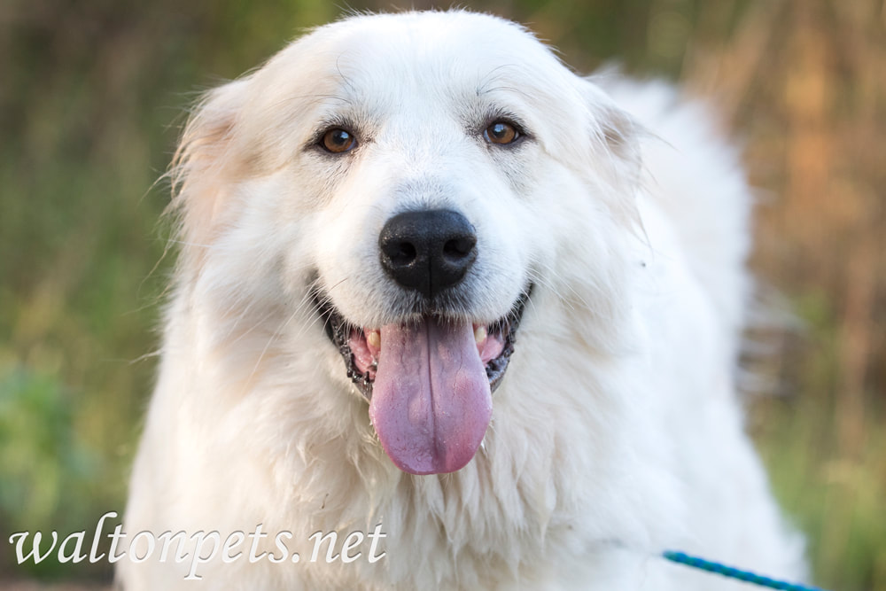Great Pyrenees Dog Picture Picture