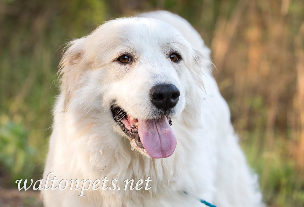 Great Pyrenees Dog Picture Picture
