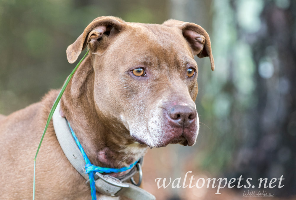Chocolate Labrador mix breed dog outside on leash Picture