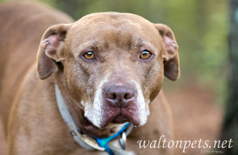 Chocolate Labrador mix breed dog outside on leash Picture