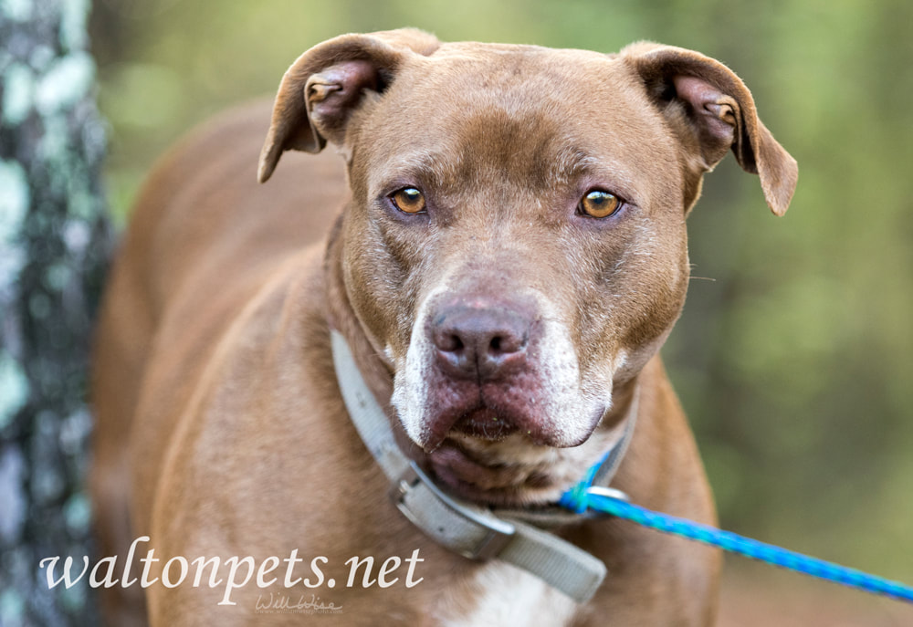 Chocolate Labrador mix breed dog outside on leash Picture