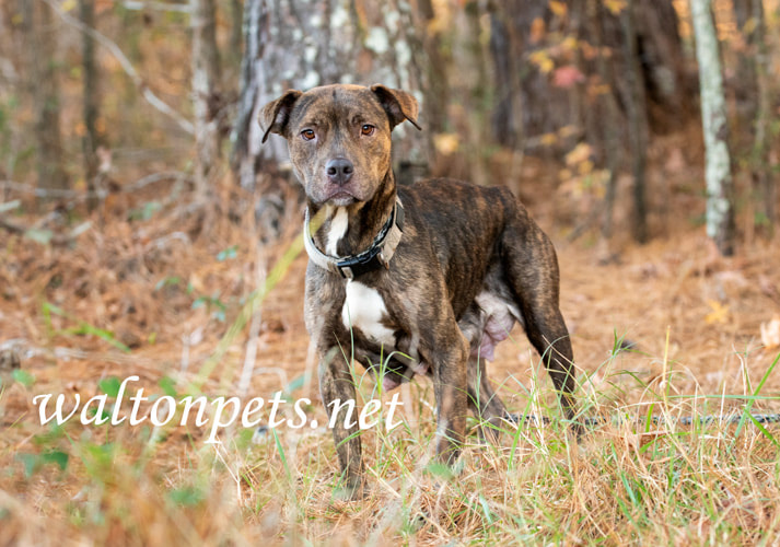 Lactating brindle female Pitbull Terrier Dog outside with collar Picture