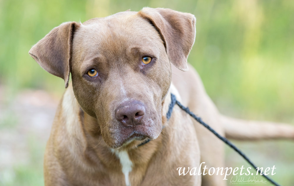  Chocolate Labrador mix breed dog wagging tail Picture