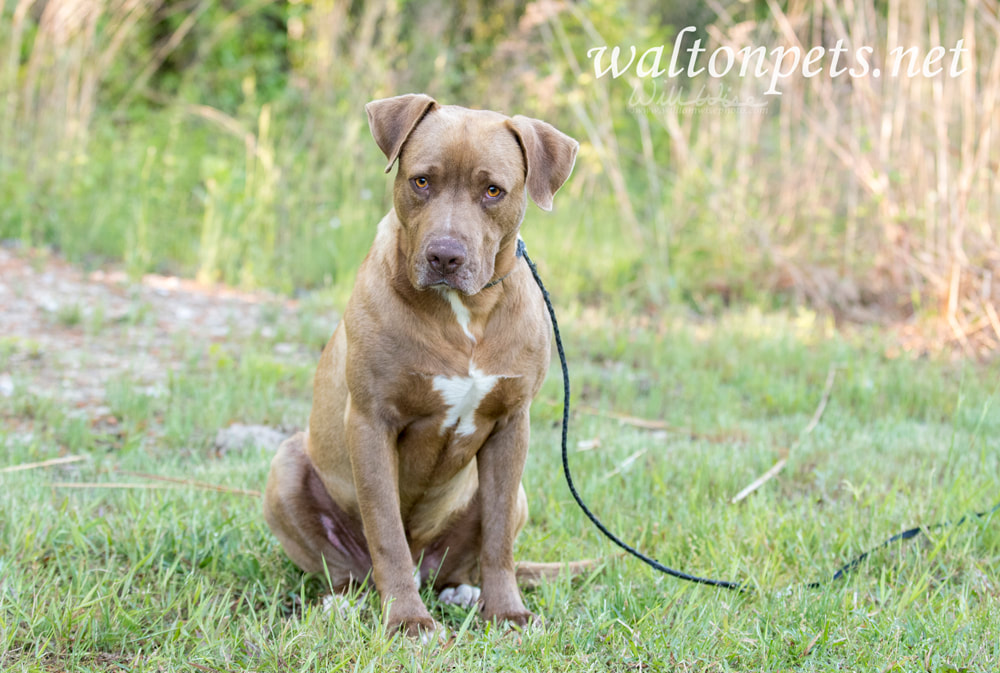 Chocolate Labrador mix breed dog Picture