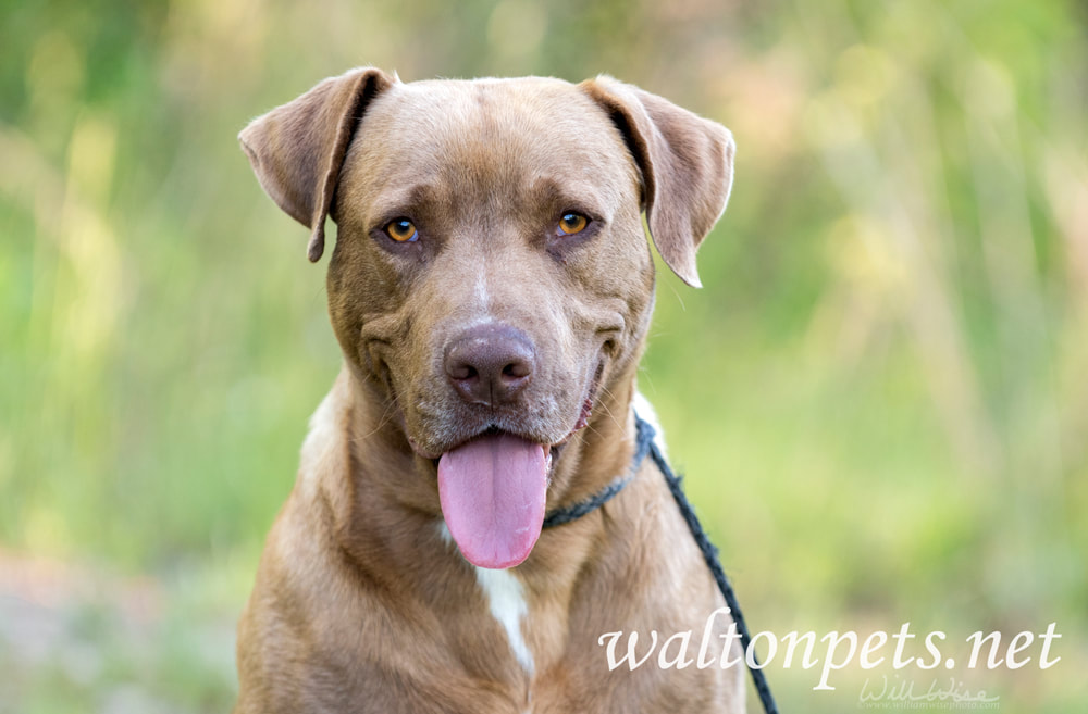 Chocolate Labrador mix breed dog Picture