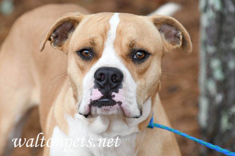 Young male Boxer and Bulldog mix breed dog portrait Picture