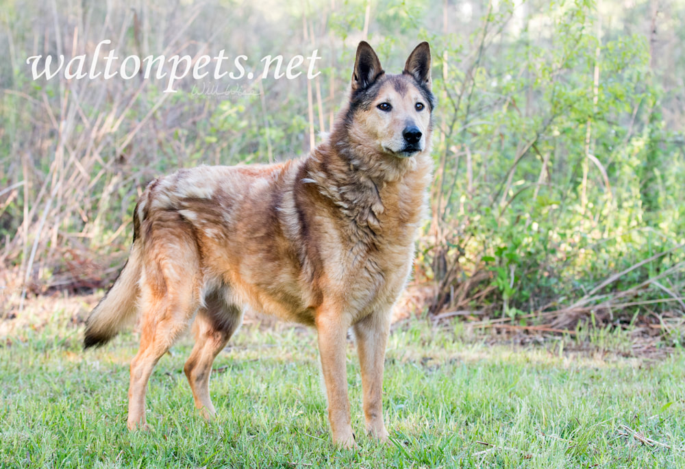  Senior Collie and German Shepherd mix breed dog Picture