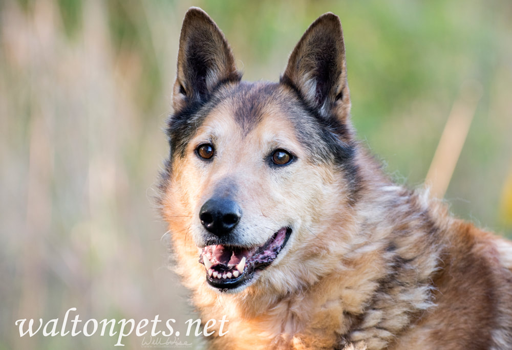  Senior Collie and German Shepherd mix breed dog Picture
