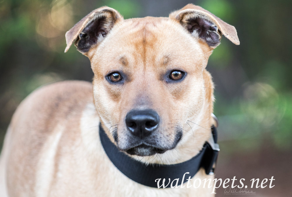 Happy mutt mix breed dog wagging tail Picture