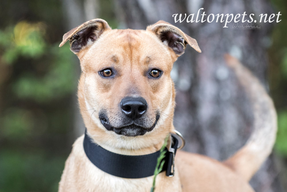Happy mutt mix breed dog wagging tail Picture
