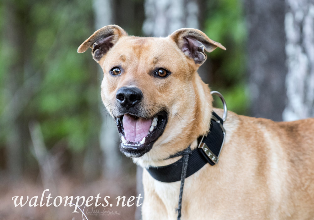 Happy mutt mix breed dog wagging tail Picture