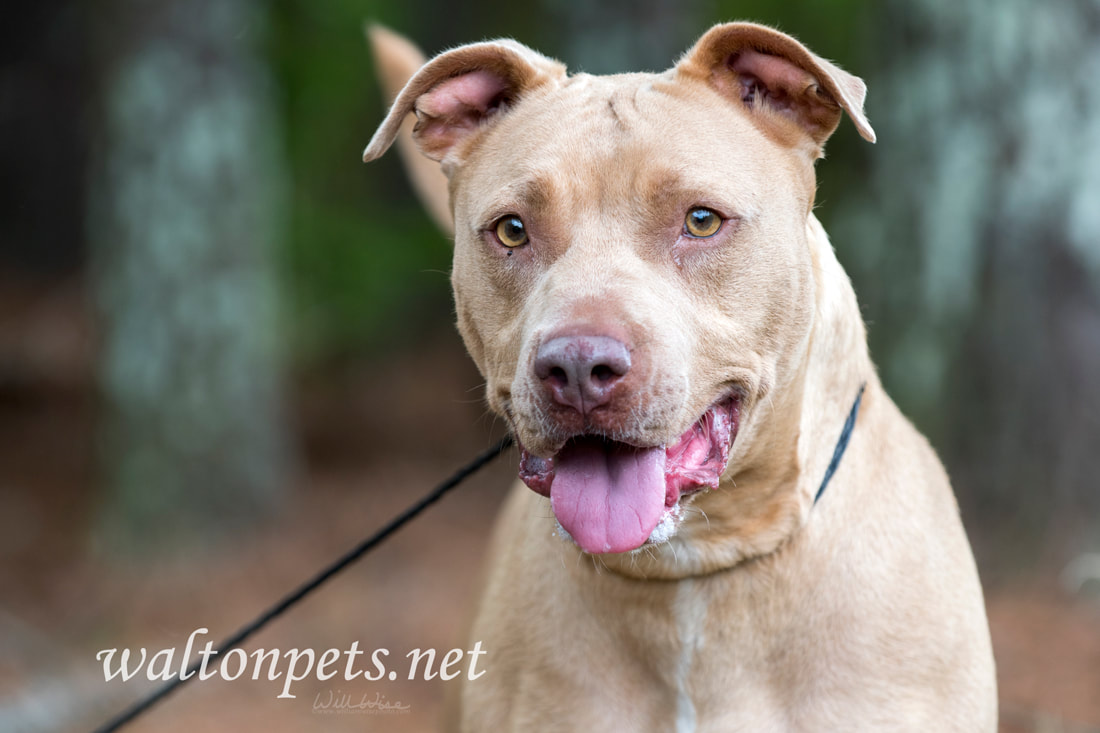 Excited fawn Pitbull Terrier dog Picture