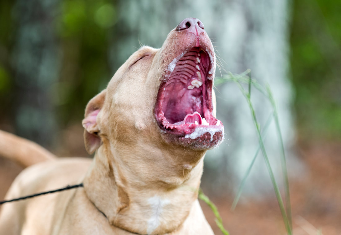 Barking howling dog foaming at the mouth Picture