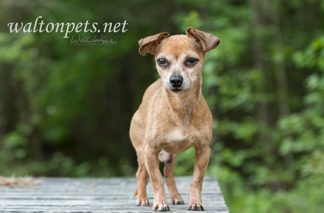 Senior male Chihuahua dog Picture