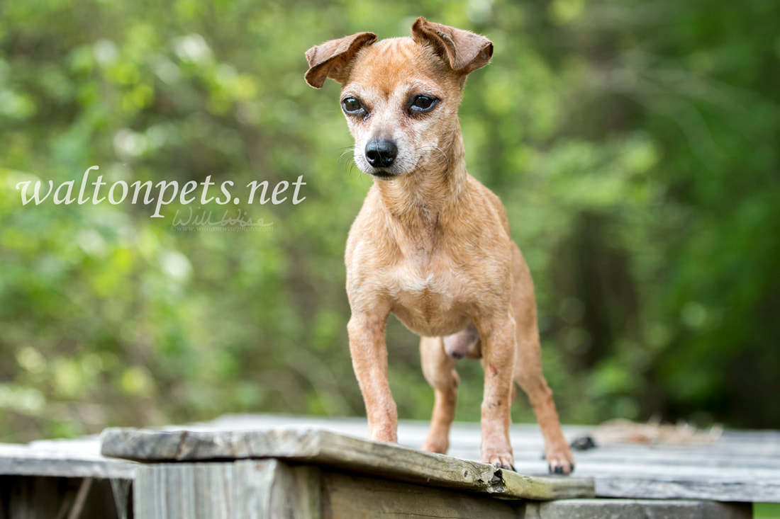Senior male Chihuahua dog Picture