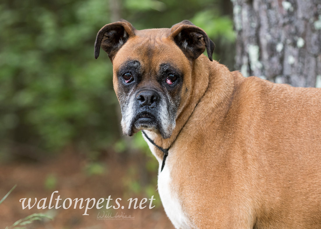 Senior Boxer dog with cherry eye Picture