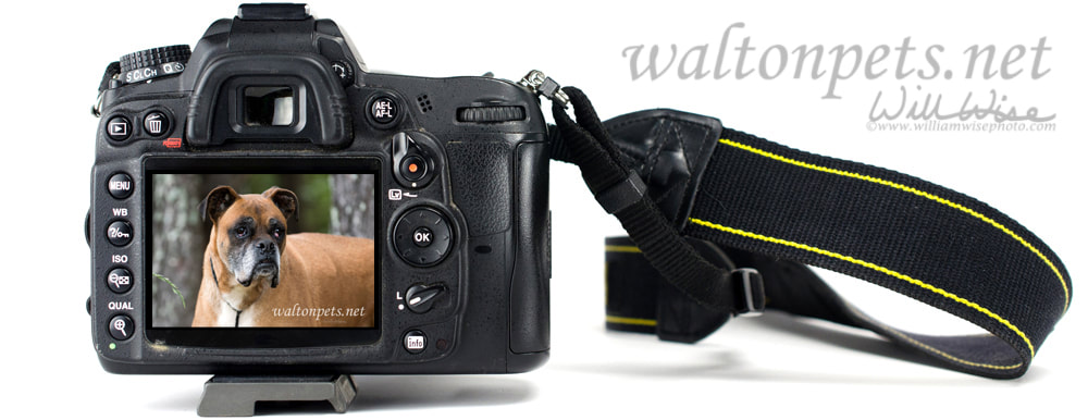 Picture