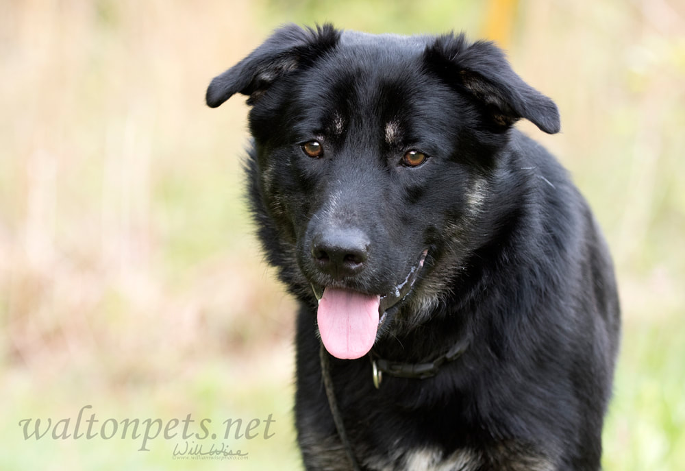 Australian Shepherd and Retriever mix breed dog Picture